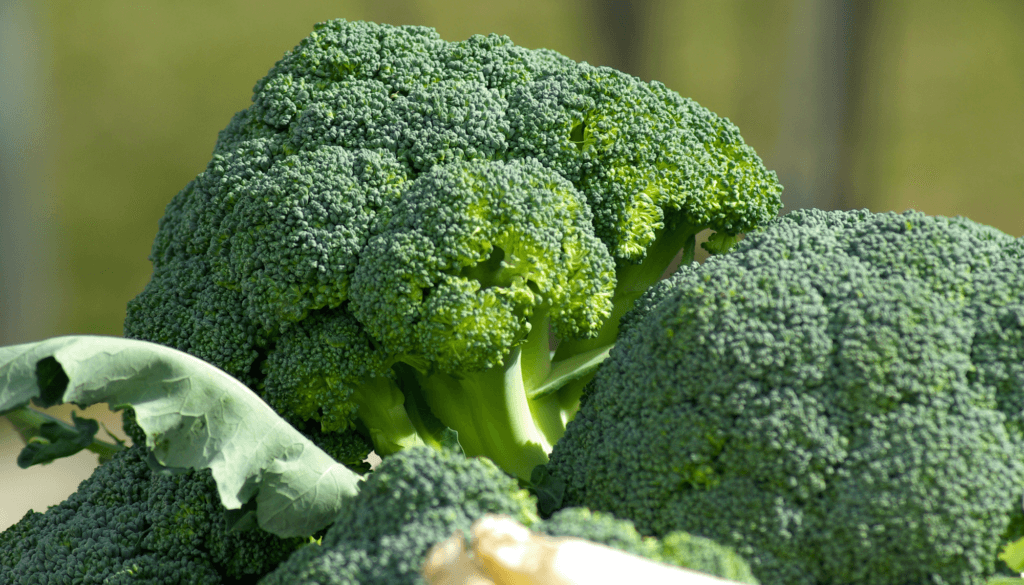 Brócolis: verdadeira fortaleza alimentar